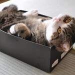 おくつろぎねこ おくつろぎねこ