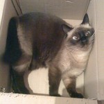 狭くなくってよ 狭くなくってよ
