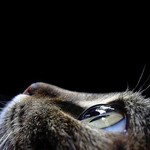 猫目 猫目