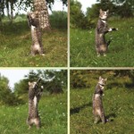 立猫 立猫