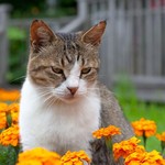 花粉がね 花粉がね