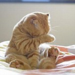 寝起き猫 寝起き猫