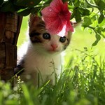 でろーん でろーん
