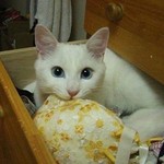 獲物を捕まえたときの目 獲物を捕まえたときの目