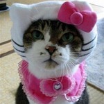 キティちゃんは猫ではない キティちゃんは猫ではない