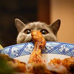 食欲 食欲