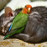 にゃんこととり にゃんこととり