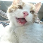 すにゃんだる写真 すにゃんだる写真