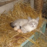 うまれた うまれた