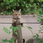 すくっ すくっ