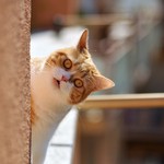 呼んだ? 呼んだ?