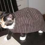 ホタル ホタル