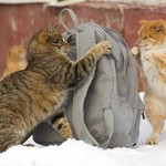 けしかける けしかける
