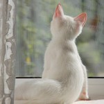 ねこだるま ねこだるま