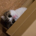 みつかった! みつかった!