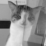みている みている