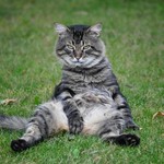 くつろいでる猫 くつろいでる猫