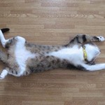 おてあげ おてあげ