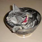 もこもこどんぶり もこもこどんぶり