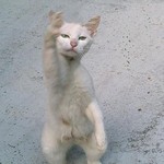 はーい はーい