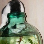 生け簀 生け簀