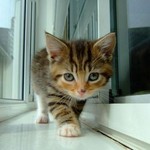 えものにゃ えものにゃ