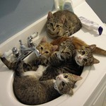 ねこふろ ねこふろ