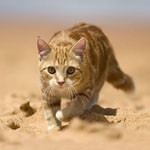 sandcat sandcat