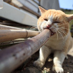 ふぅーすぅー ふぅーすぅー