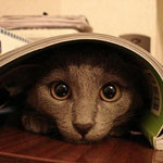 A cat in cave A cat in cave