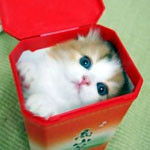 猫缶 猫缶