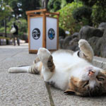 おなか おなか