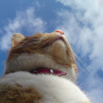 blue sky blue sky