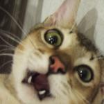 びっくり びっくり