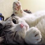 うぃんく うぃんく