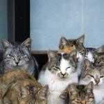 ねこだらけ ねこだらけ