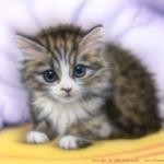 けだらけ けだらけ