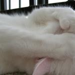 しろいもこもこ しろいもこもこ