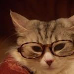 猫師匠 猫師匠