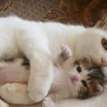 猫がっちり 猫がっちり