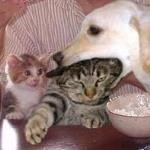 ぎゃあああ ぎゃあああ