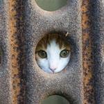 めんふくろうねこ めんふくろうねこ