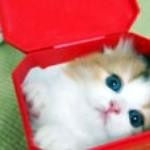 びっくり箱猫 びっくり箱猫