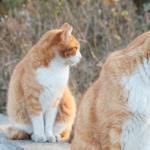 うりうり うりうり