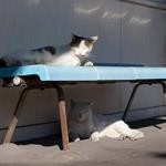 ベンチ入り ベンチ入り