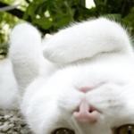 むふ むふ