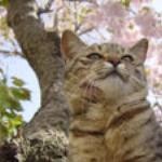 hanami hanami