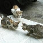 集会 集会