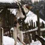 ぐわ ぐわ