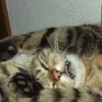 あついですー あついですー